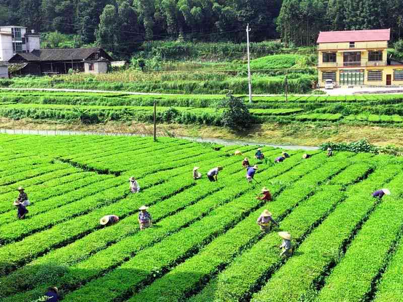 云南更大的普洱茶生产基地