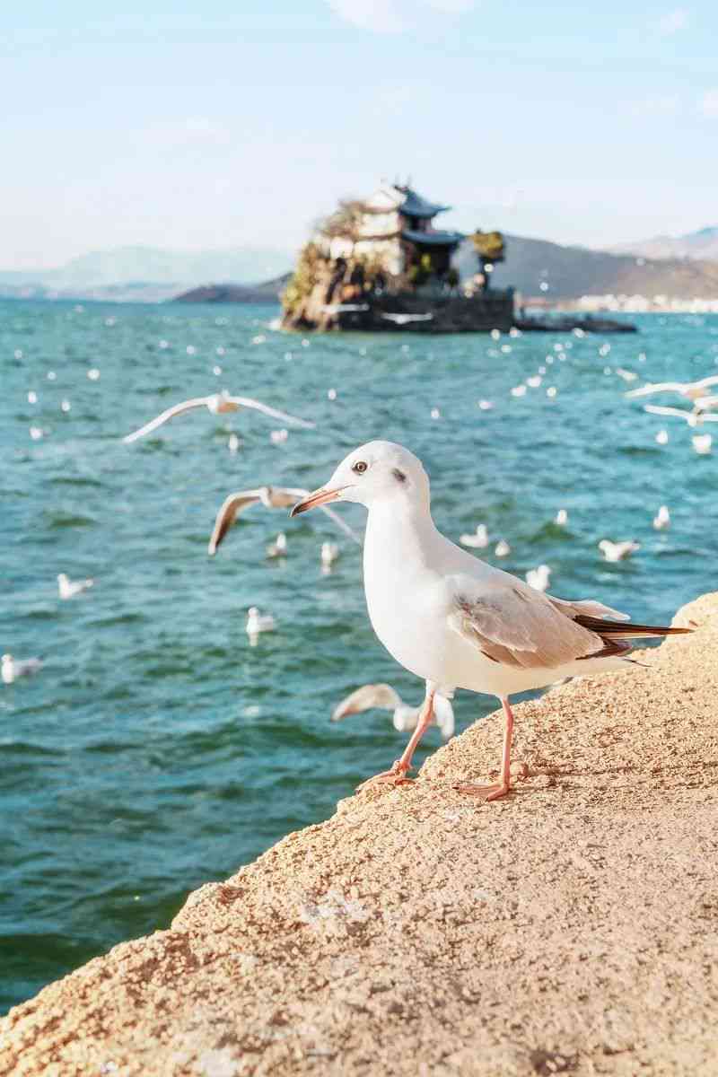 大理洱海独特海鸥品种探秘：羽毛色彩与行为性的奥秘