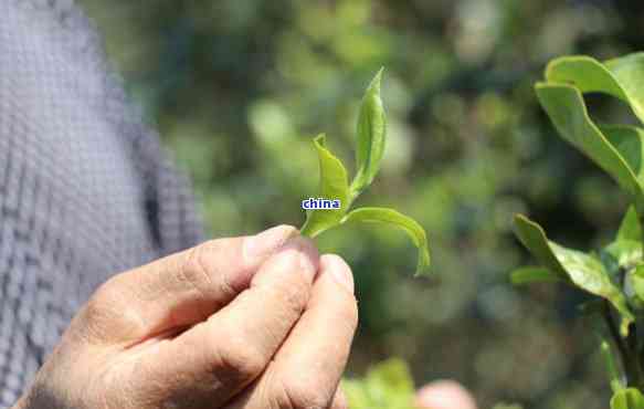 普洱茶采摘标准：一叶一芽为主，茶叶数量如何把握？