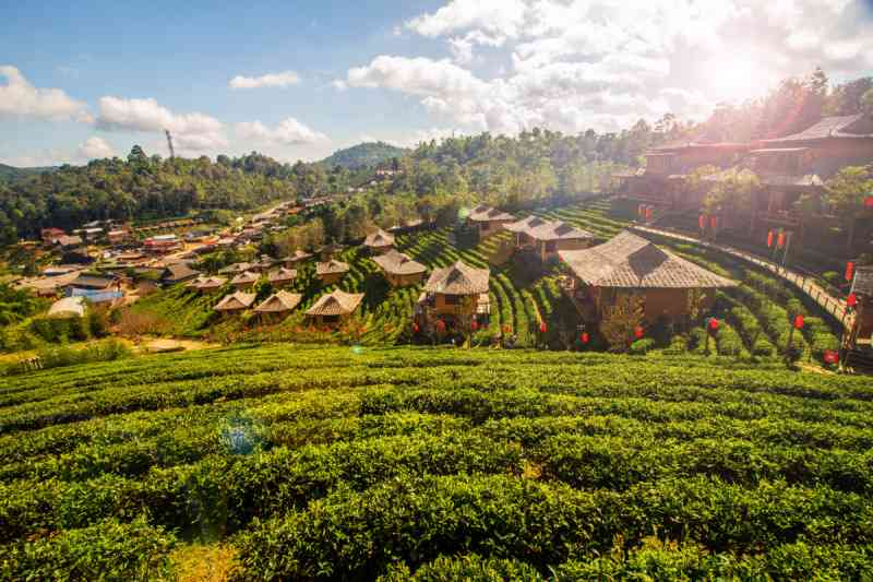 普洱茶清山谷