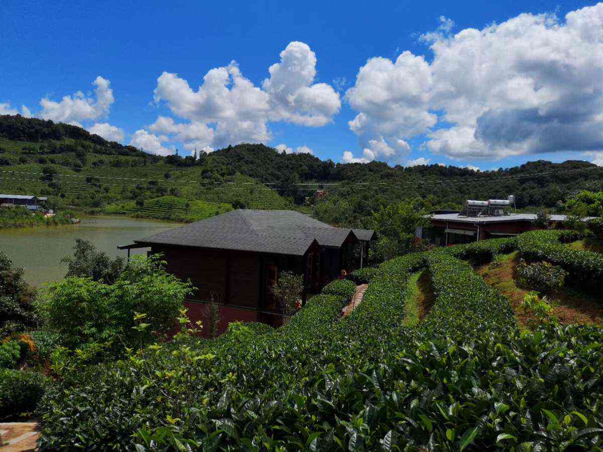 普洱茶清山谷