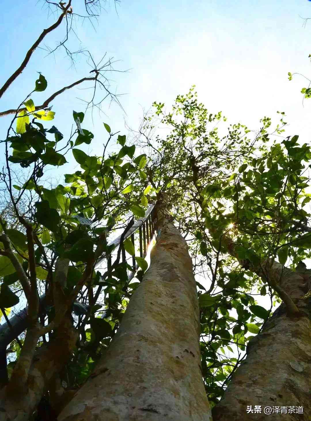 探究古树普洱茶的树高及其独特魅力