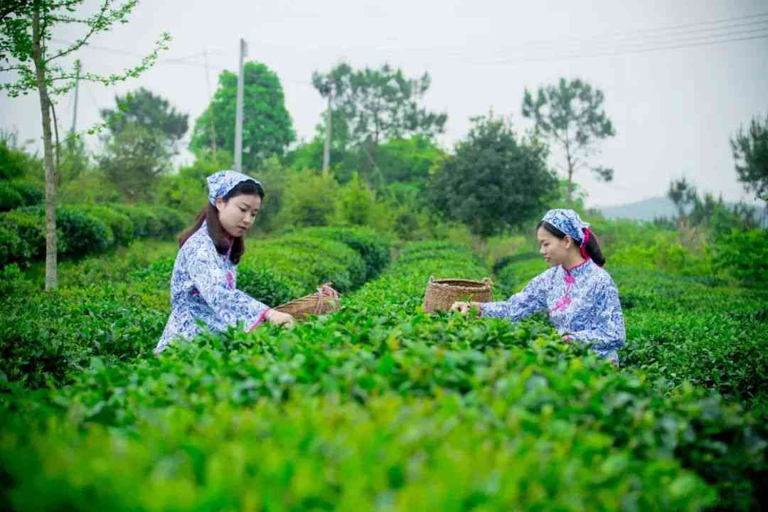 南岭山区独特的有机茶叶