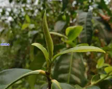 普洱茶不是芽头越多就越好