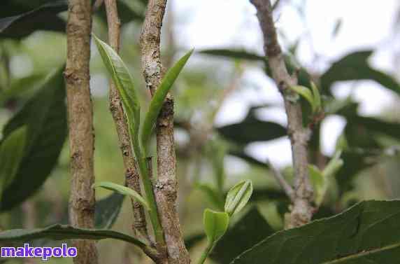 普洱茶中意外发现树枝，解析其独特风味背后的原因