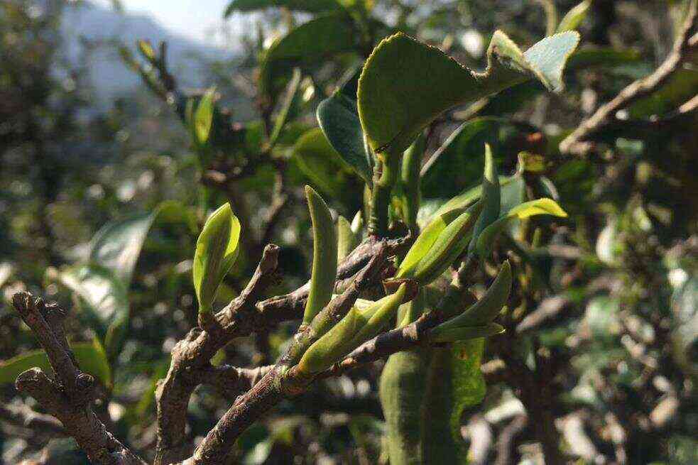 普洱茶老叶枝条