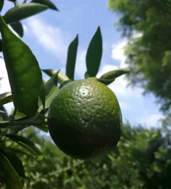 青柑普洱茶自营销售渠道有哪些？