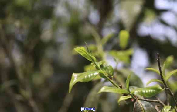 探秘普洱茶的独特口感：糯米与未知植物的奇妙融合