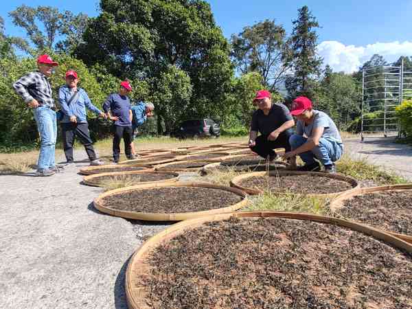 农科院研发新科技助力云南普洱茶熟化研究