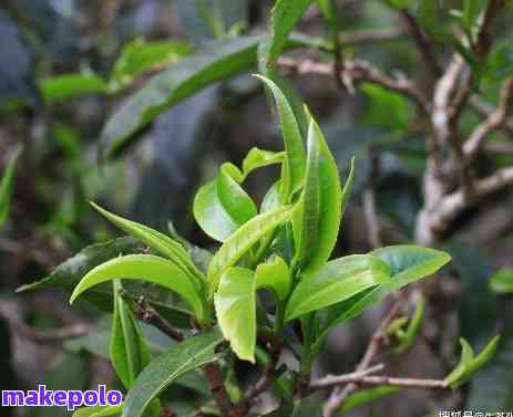 普洱茶正春芽尖的口感和品质如何？