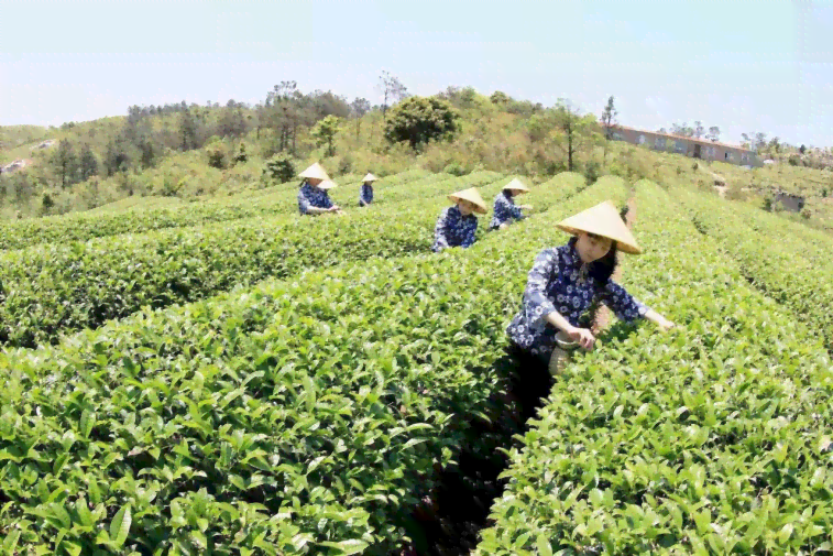 文源茶业：从茶叶种植到品质保证的全方位服务