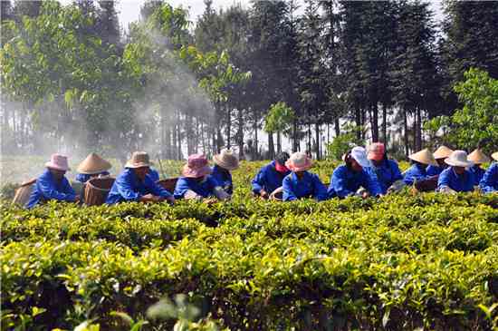 文源茶业：从茶叶种植到品质保证的全方位服务