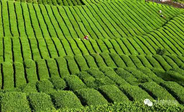 文源茶业：从茶叶种植到品质保证的全方位服务