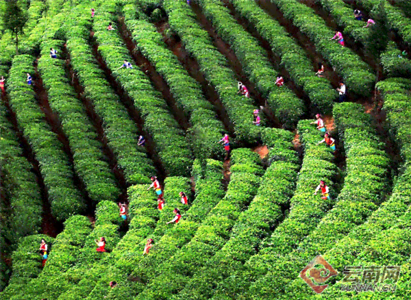 云南永年绿色茶叶：传承普洱茶文化，引领茶业新风