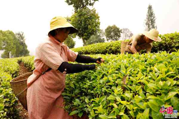 云南永年绿色茶叶：传承普洱茶文化，引领茶业新风