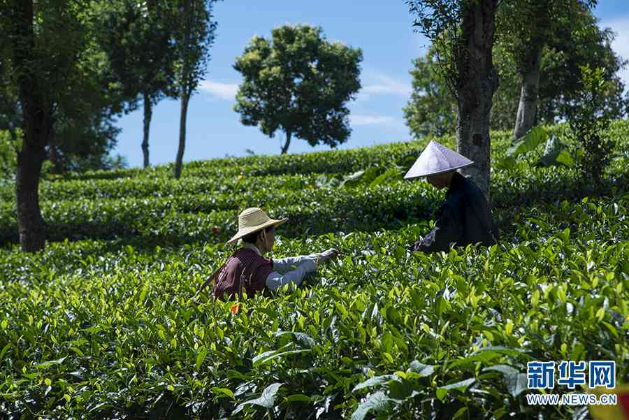 云南永年绿色茶叶：传承普洱茶文化，引领茶业新风