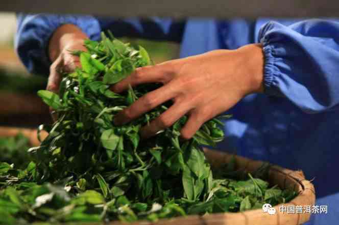 云南永年绿色茶叶：传承普洱茶文化，引领茶业新风