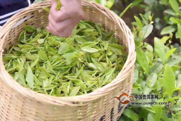 云南永年绿色茶叶：传承普洱茶文化，引领茶业新风