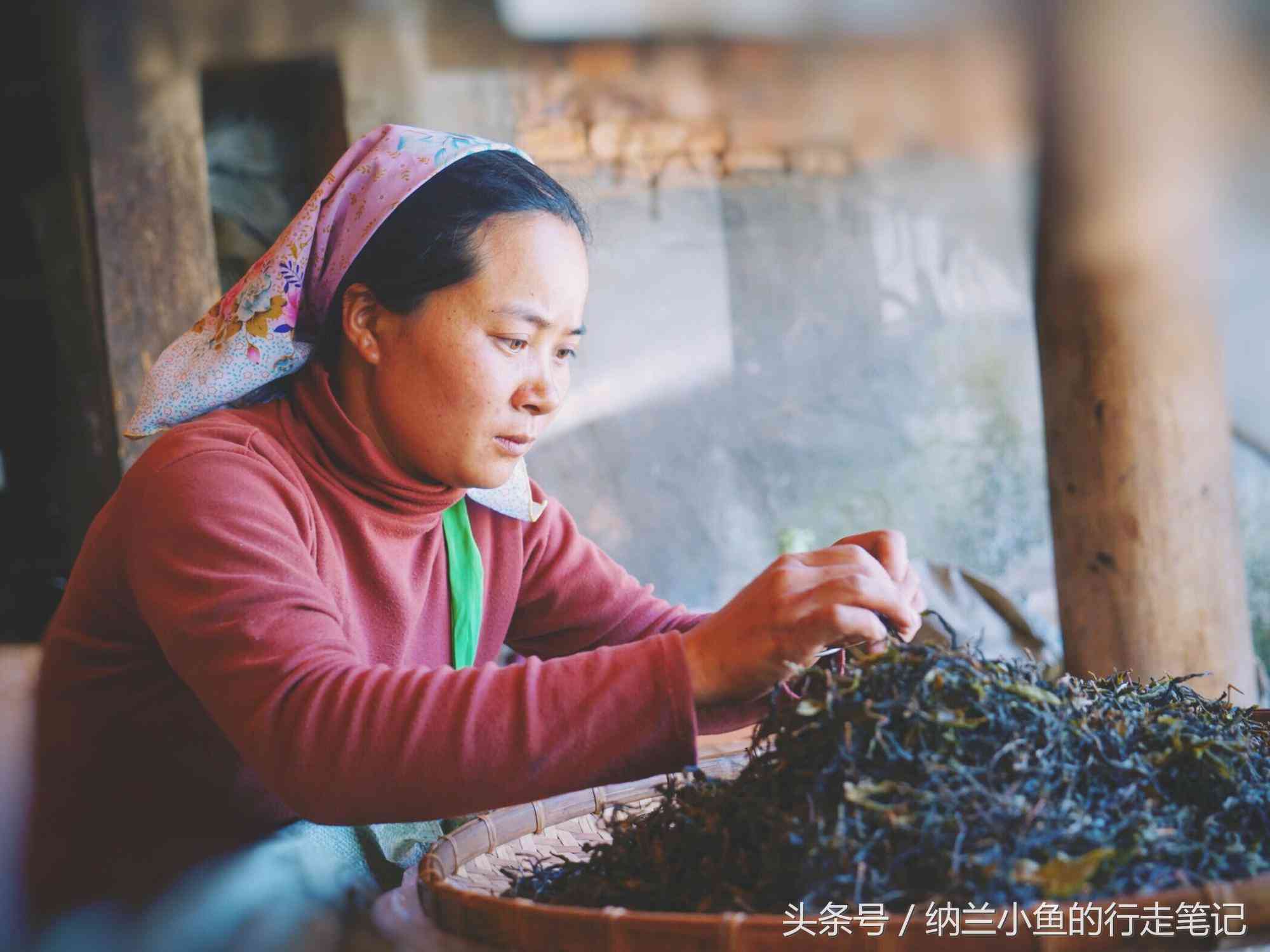 普洱茶：属于绿茶还是其他类型的茶叶？探讨其独特分类和品茗方法