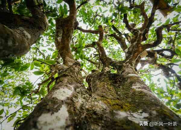 云南大叶种木普洱茶十年