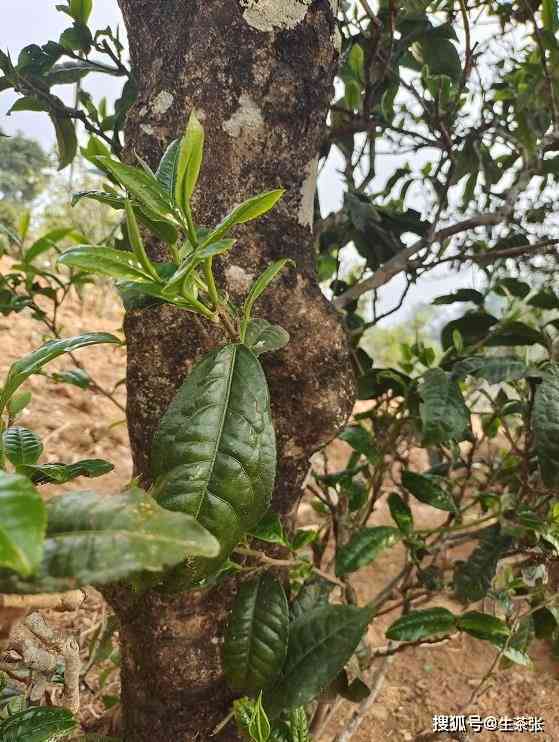 探索古树普洱茶头春的独特魅力与特点