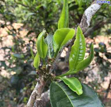 探索古树普洱茶头春的独特魅力与特点