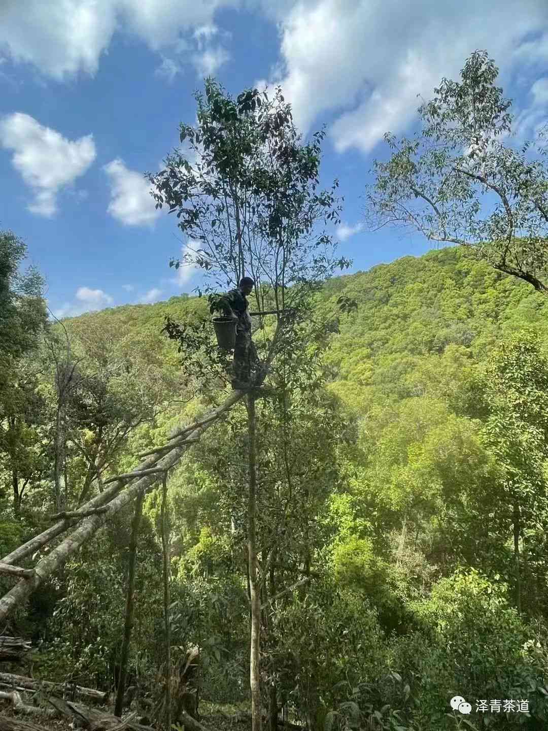 探索冰岛普洱茶的苦涩特性：原因、影响与品饮技巧