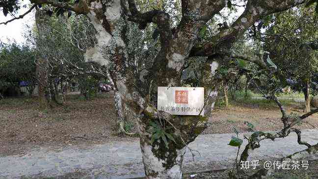 普洱茶大树与小树品种间的区别及其概念解析