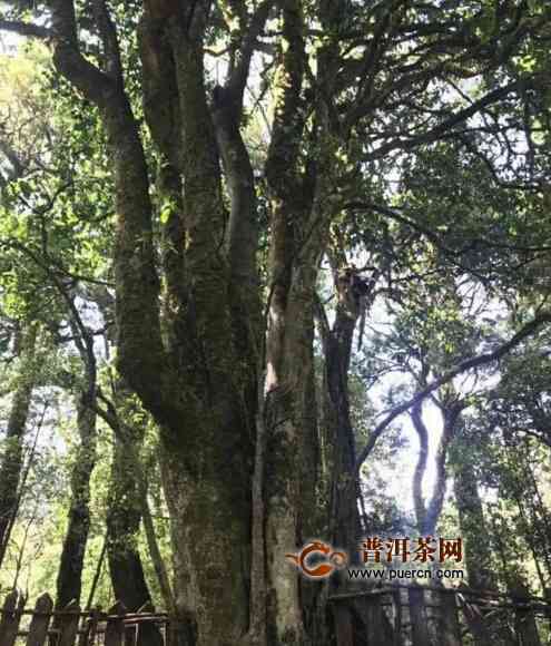 普洱茶单株和古树的区别：古树单芽普洱茶与大树普洱茶的差异