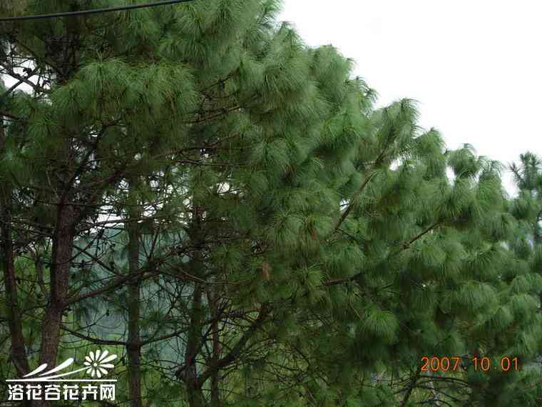 普洱茶大树古树单株的区别