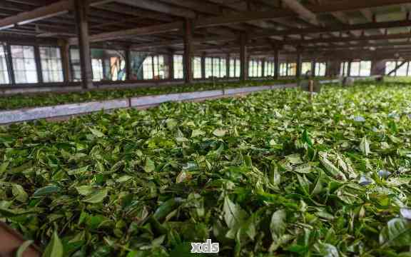 茶厂实拍普洱茶