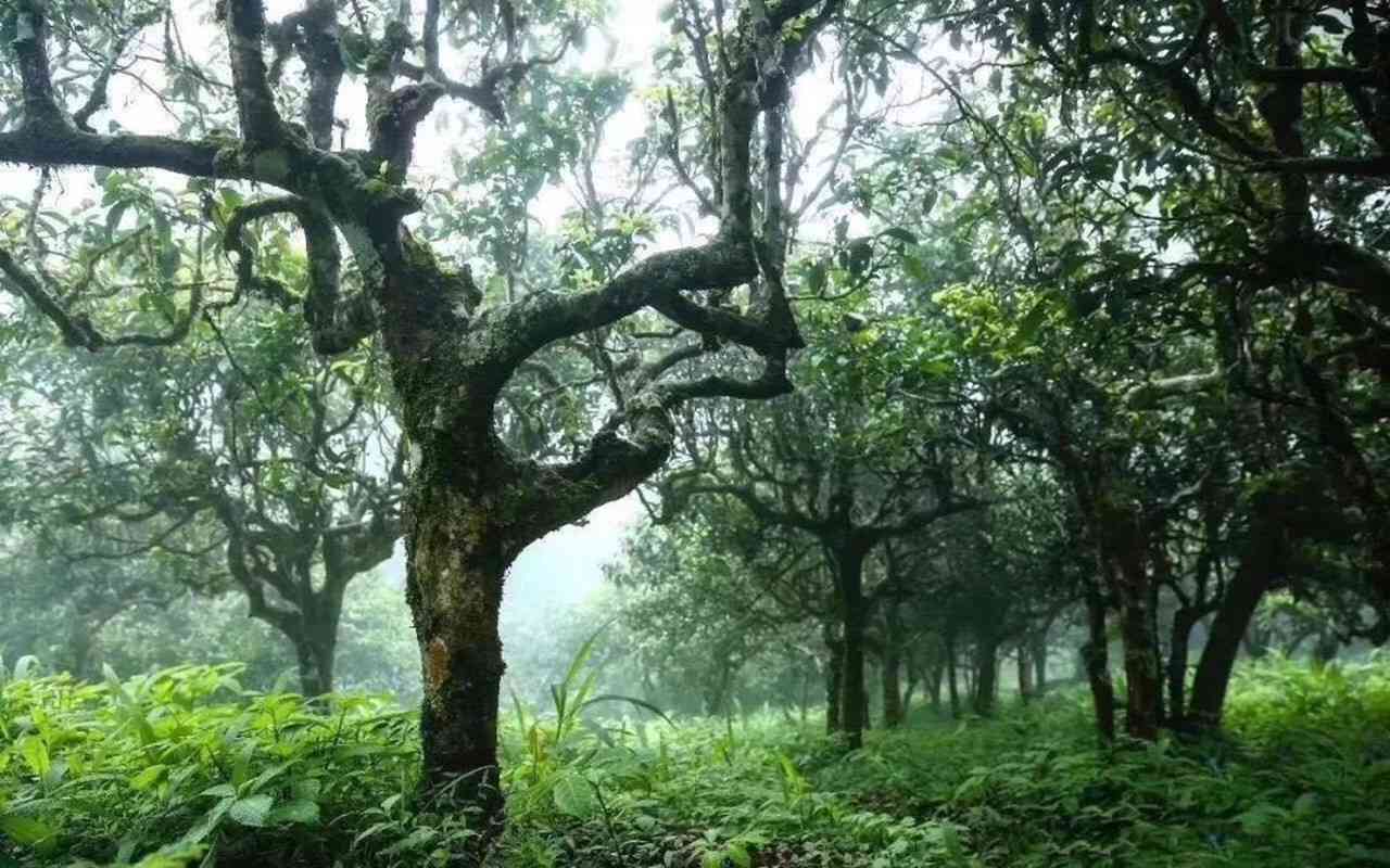 景迈山古树生茶的特点口感与功效，云南006号野生古树茶简介