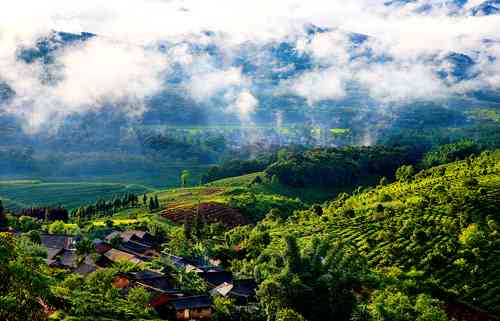 阿里山秘境古树熟茶：景迈山独特的普洱韵味