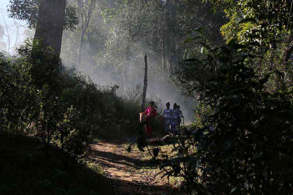 探索景迈山古树茶的全面功效：从健益处到烹饪应用