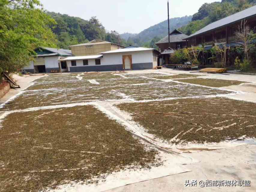 探索景迈山古树茶的全面功效：从健益处到烹饪应用