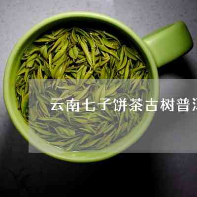 普洱茶南伞七子