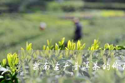 云南特产春茶普洱生茶价格分析：一品春茶普洱茶多少钱合适？