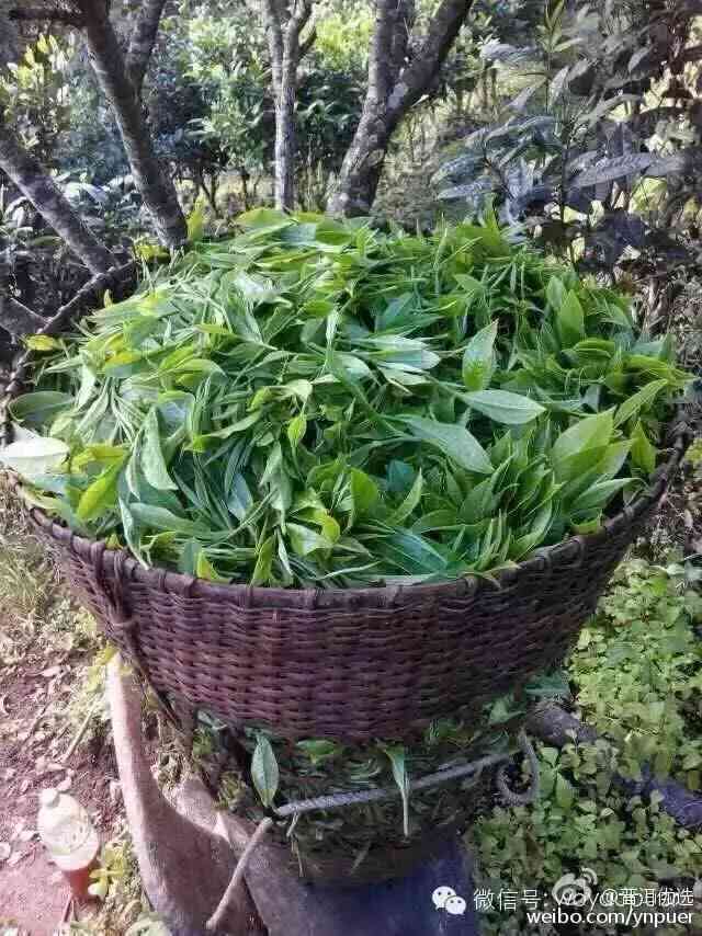 普洱茶的七种分类方式及其名称