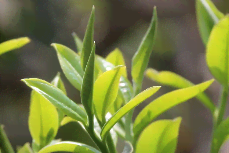 云南普洱茶老茶树品种价格及王级茶品一览