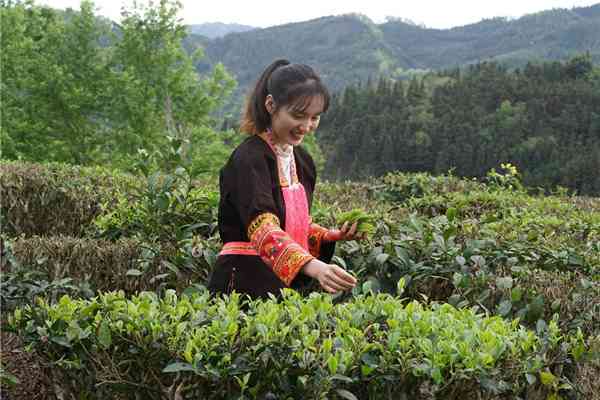 云南普洱茶老茶树品种价格及王级茶品一览