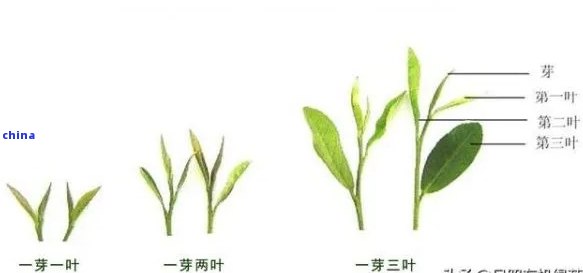 普洱茶一叶一芽新叶价格：品质与口感对比，一芽一叶与一芽两叶哪个好？