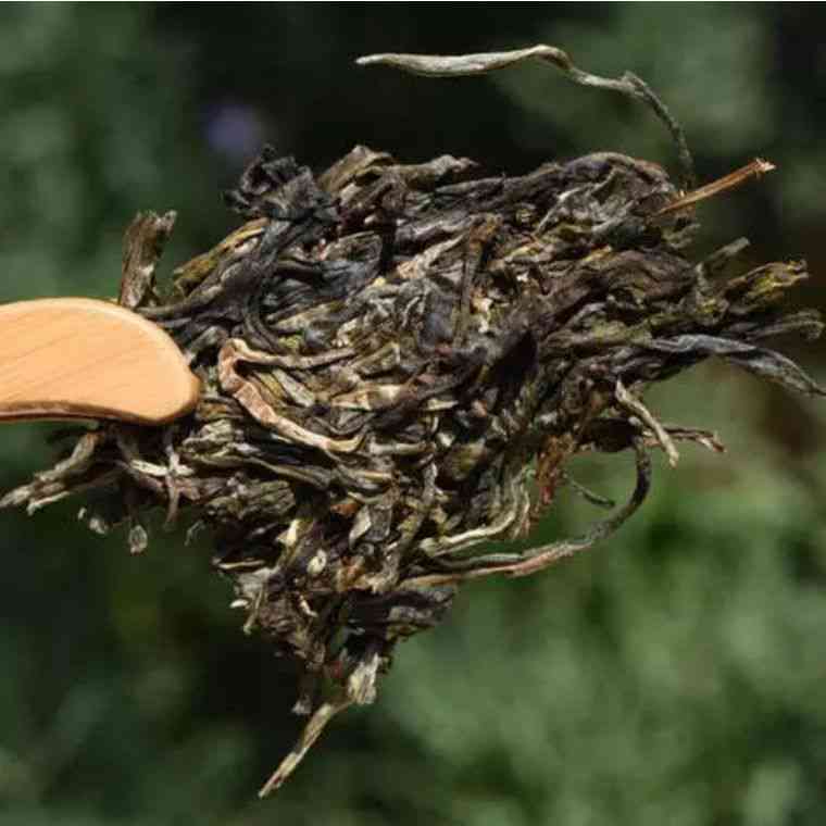 普洱茶一叶一芽的新叶价格