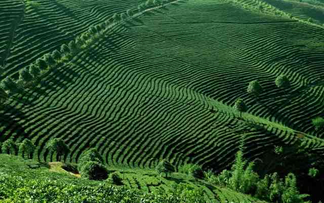 云南千亩古茶园普洱茶基地，探索茶乡之美