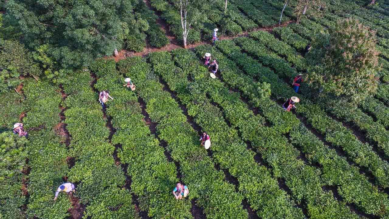 云南千亩古茶园普洱茶基地，探索茶乡之美