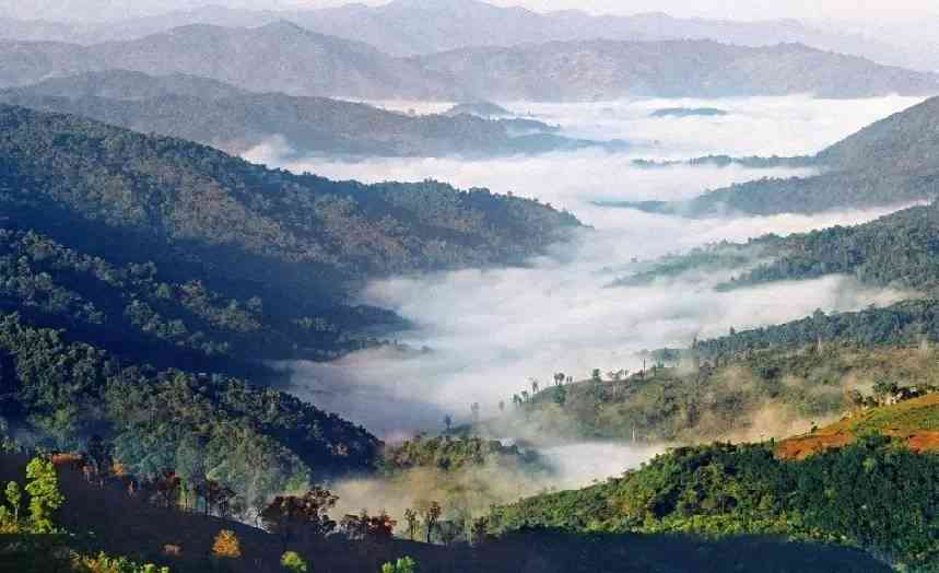 云南千亩古茶园普洱茶基地，探索茶乡之美