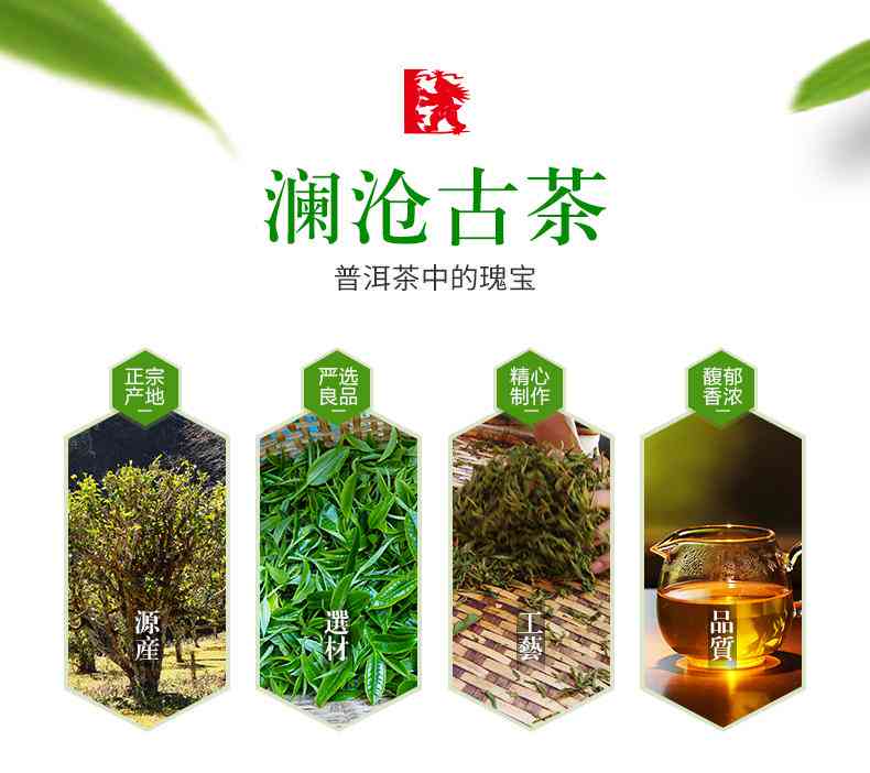 云南澜沧古茶景迈001:春日里绽放的普洱茶与古树韵味