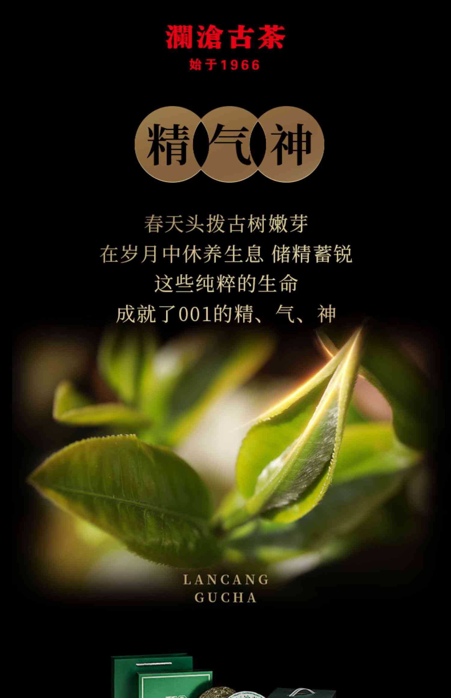 云南澜沧古茶景迈001:春日里绽放的普洱茶与古树韵味