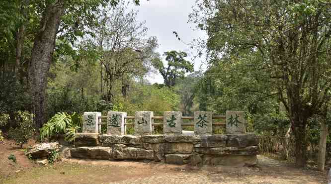 澜沧景迈山古茶园申遗情况及景区基本介绍