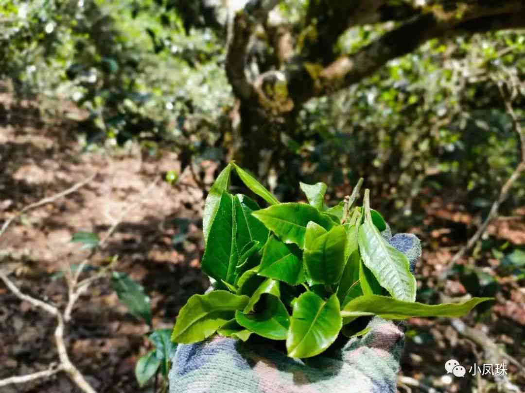  倚邦茶：古树普洱茶的极致口感与匠心制作