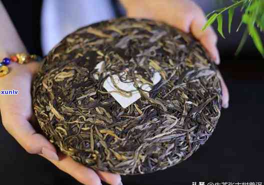 普洱茶班章的口感特点：班章熟普洱茶醇厚迷人，回生津持久。